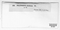 Trichaptum abietinum image